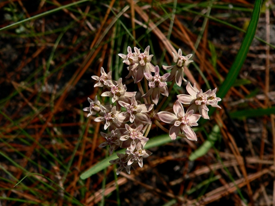 {Asclepias michauxii}